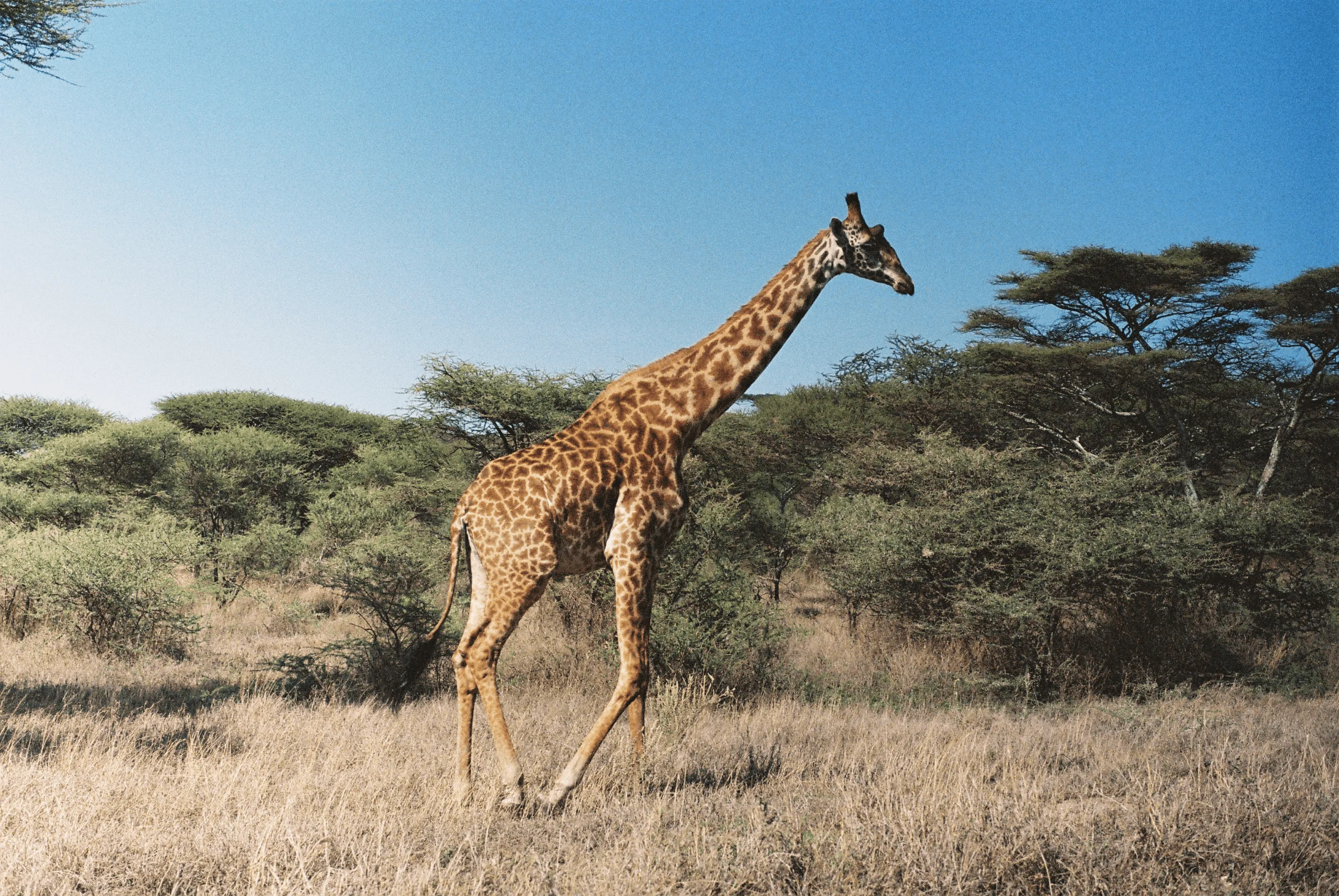 Giraffe in Tanzania